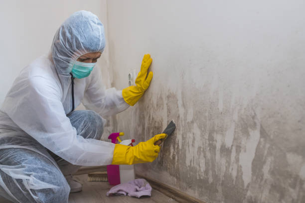 Best DIY Mold Remediation Support Services in Marshallville, GA