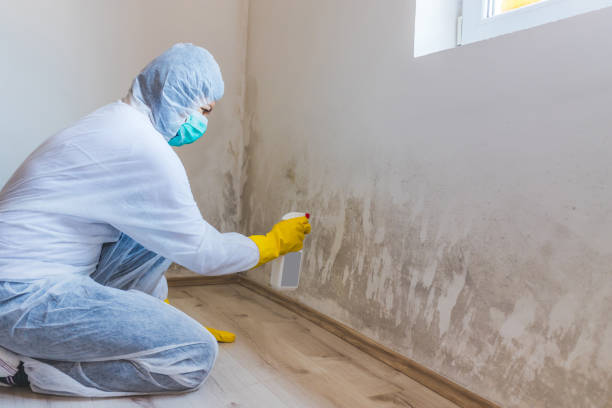 Best DIY Mold Remediation Support Services in Marshallville, GA