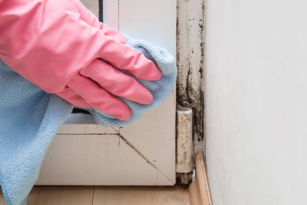 Best Mold Remediation for Specific Building Types in Marshallville, GA